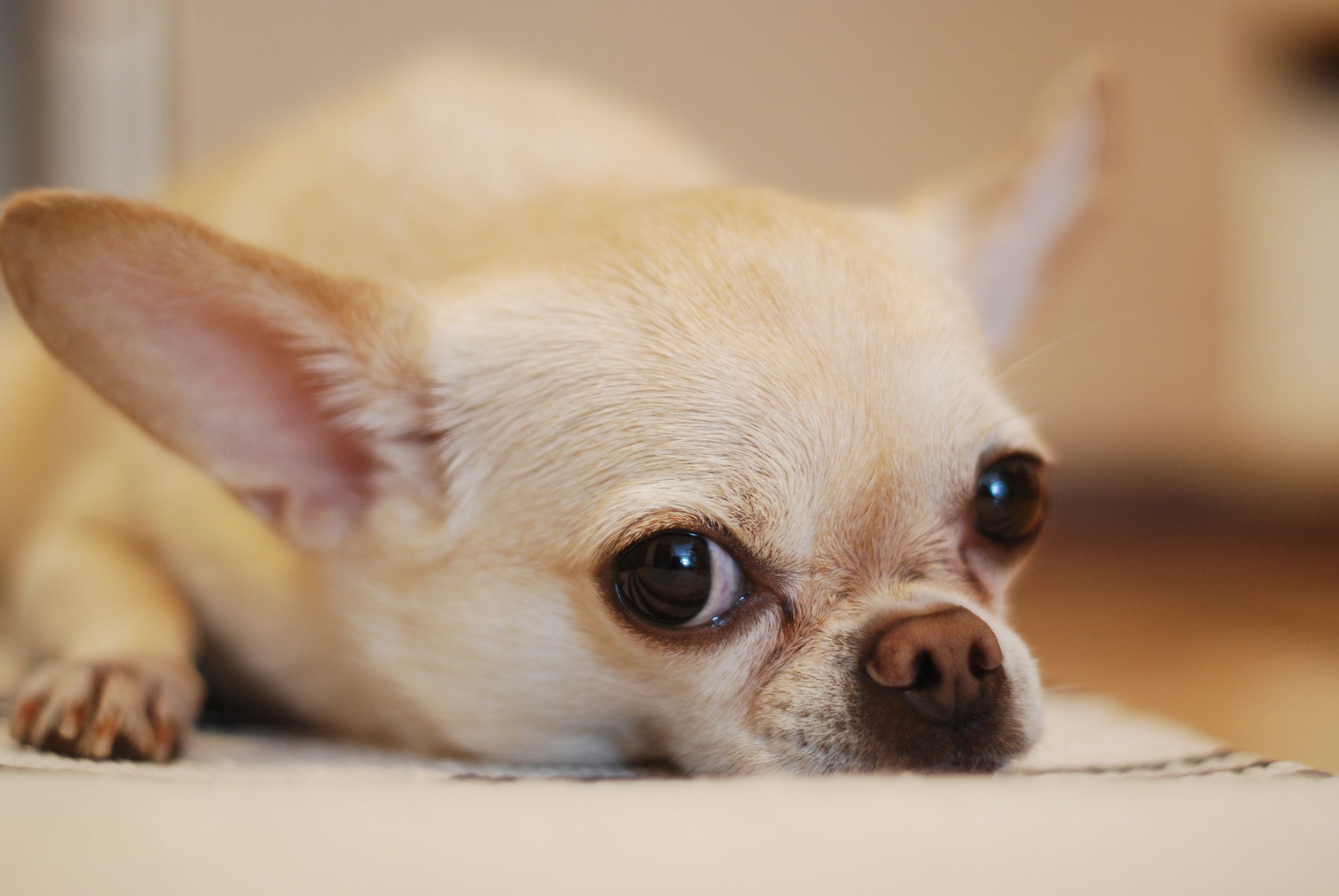 Why Chihuahuas Make Great Pets