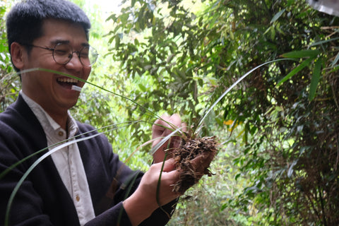 Master Zhang found a rare wild orchid, and is eager to take it home to grow on his tea table,