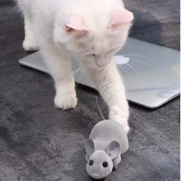 meowingtons remote control mouse