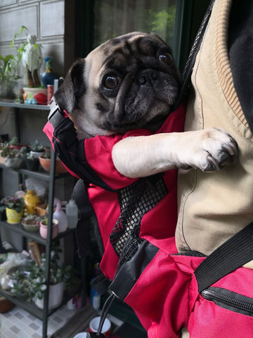 pug carrier backpack