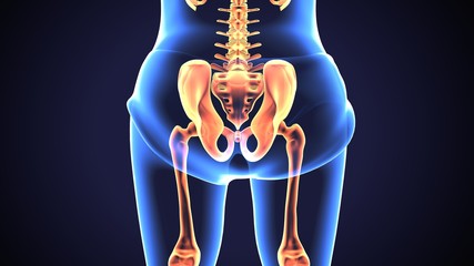 Diagram of hip joint
