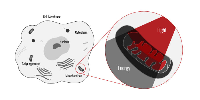 diagram of red light entering the cell