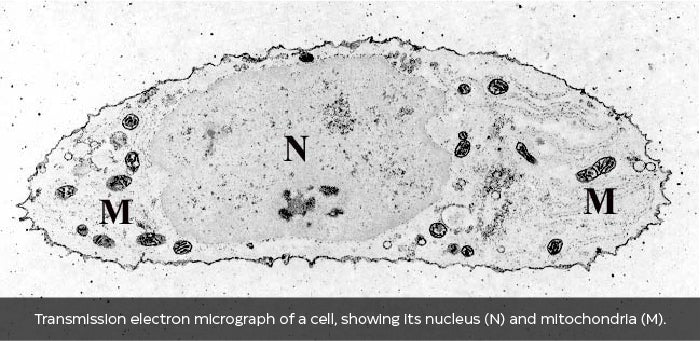 Transmission electron micrograph of a cell, showing its nucleus (N) and mitochondria (M).