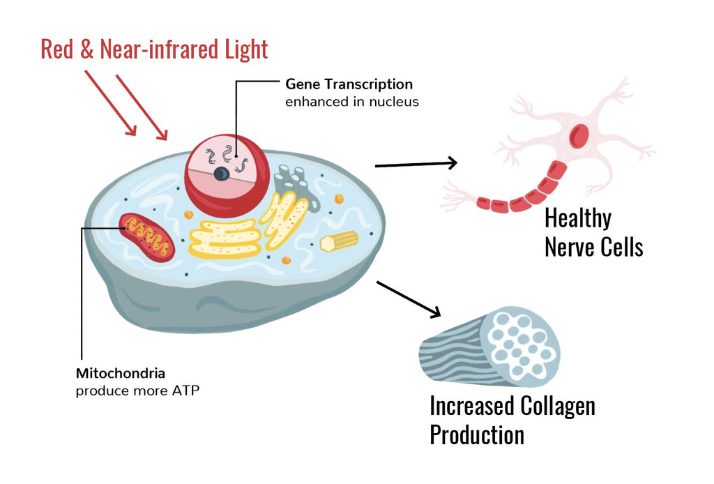 Impact of Red Light Therapy on Cell Health 