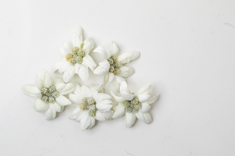 White edelweiss flowers on white background