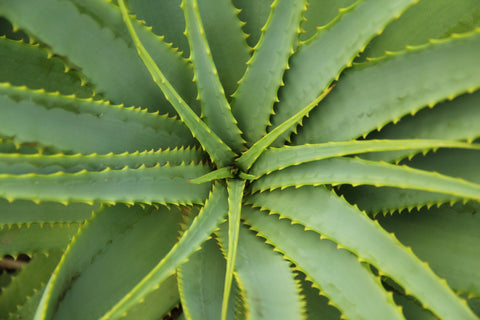 organic aloe vera plant