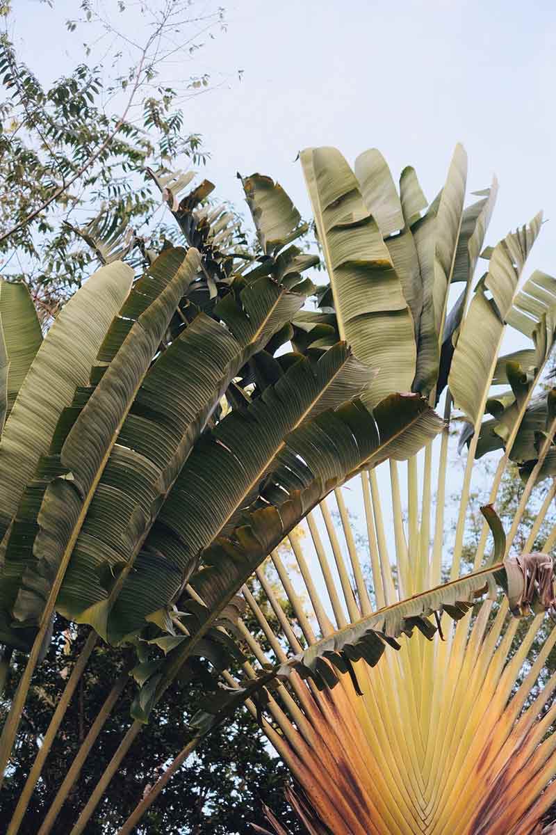 Palm Trees Bohol