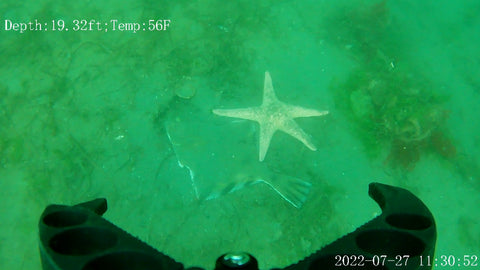 Langley, WA V6 Expert Puget Sound Starfish and Flounder