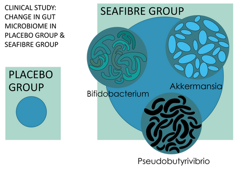 Seaweed and the gut microbiome by PhycoHealth