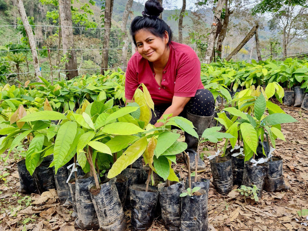 cacao farmer, Veronica, sits surrounded by numerous large cacao seedlings