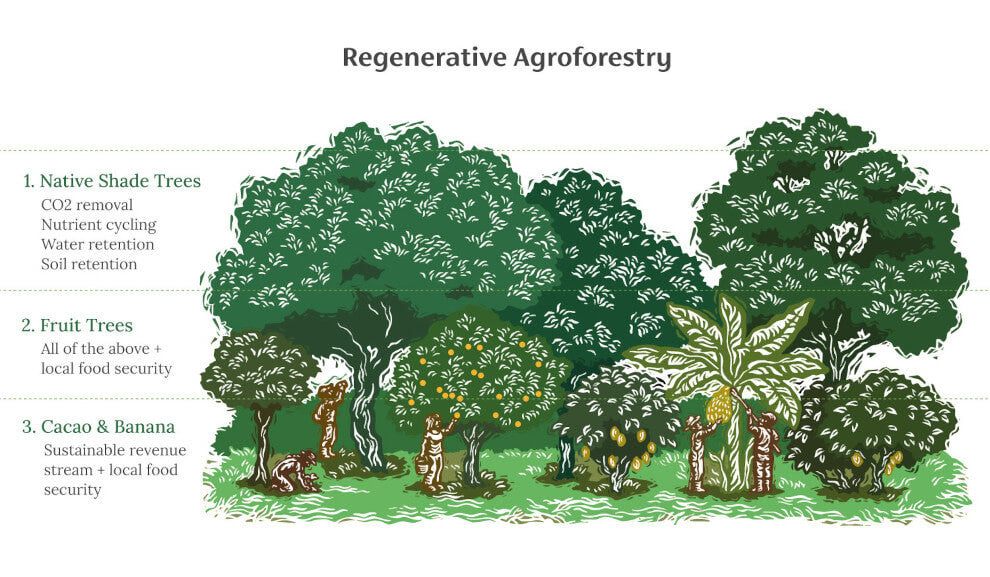 an illustration of cacao agroforestry - cacao trees are growing beneath the shade of other species of trees in the forest