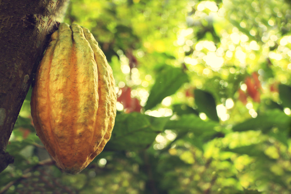 a Nacaional cacao pod hanging from its tree