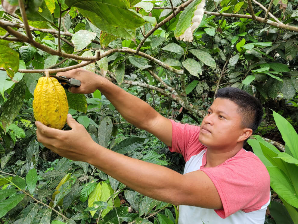 Cacao farmer Dany is harvesting a single cacao pod hanging from its branch