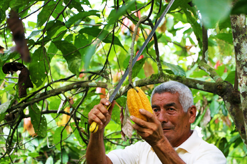 To'ak Transparency Report 2021 - Don Arnoldo Harvesting Cacao