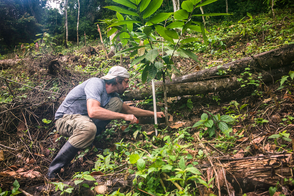 Photograph of a man in the middle of a lush forest in Ecuador, kneeling to inspect the roots of a cacao tree.