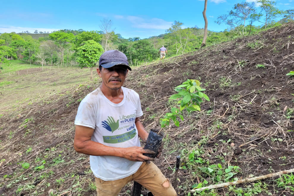 farmer poses with a cacao seedling held with both his hands. In the backdrop sits a hill and beyond that an open field