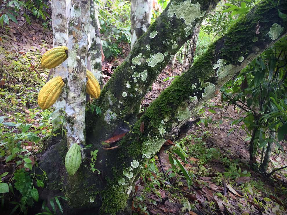 A 100% pure Nacional cacao tree in Piedra de Plata