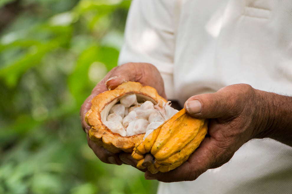 A famer holds a freshly opened cacao pod containing a while gelatinous pulp