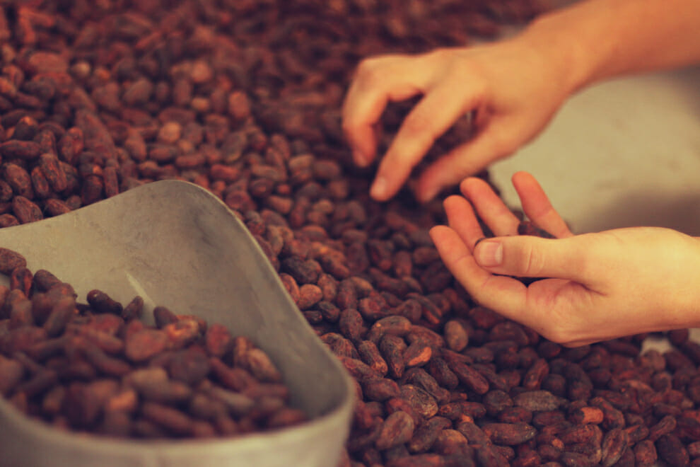 Cocoa beans in hand | To'ak Chocolate