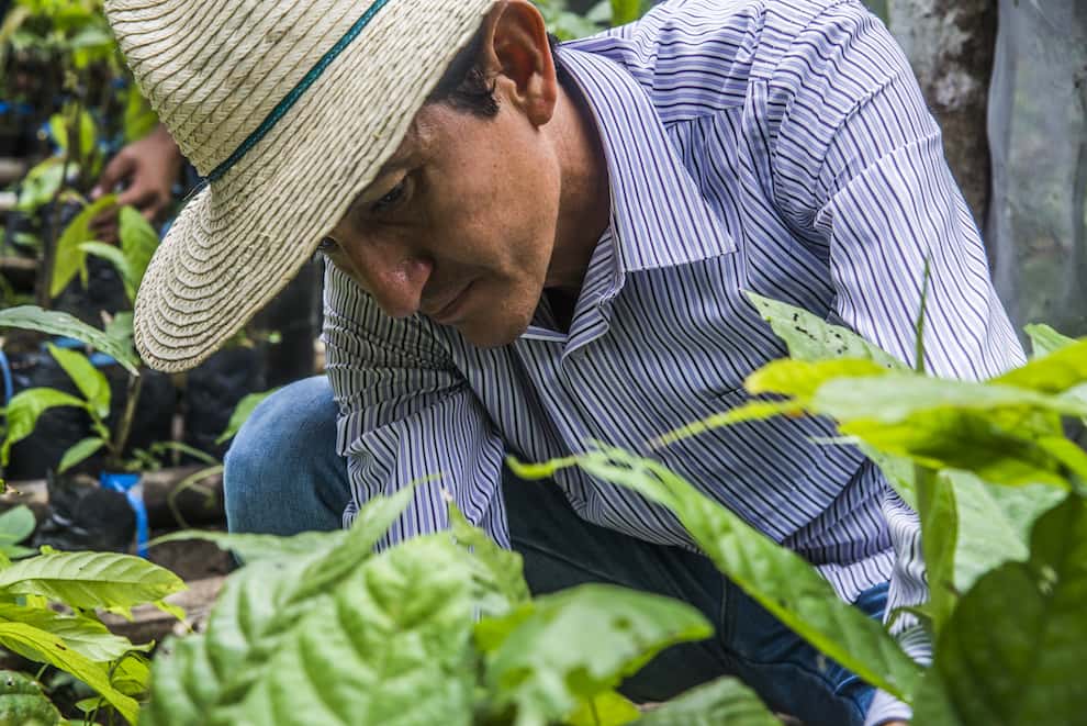 inspecting pure Nacional seedling