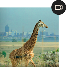 A giraffe stands in the center with a cityscape in the background beyond a savannah