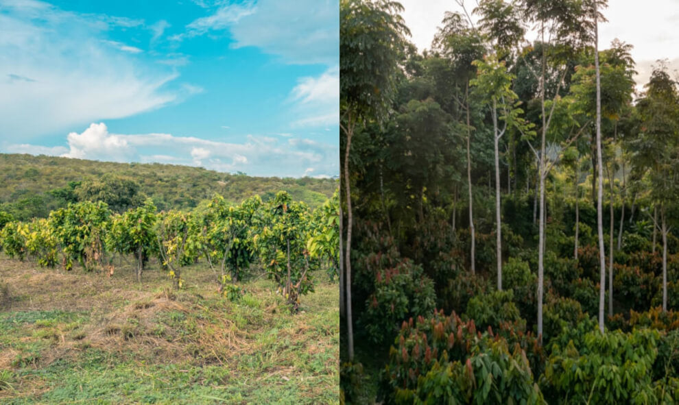 right image shows an open field filled with one species of tree (monoculture) left image shows cacao trees growing beneath the shade of various other species of trees in a dense forest