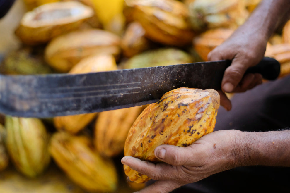 cacao pods: a yellow pod being held and cut open with a machete. several other cacao pods lay in the background
