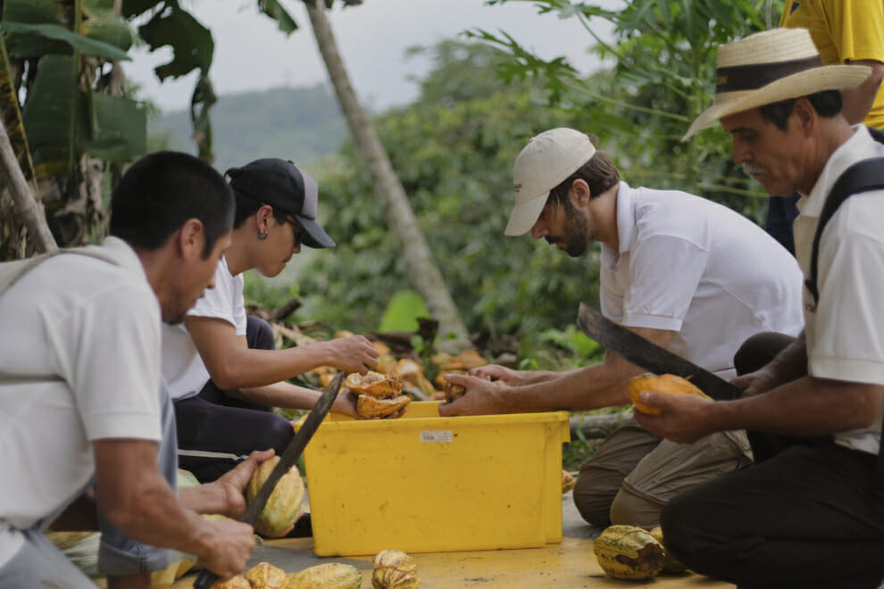 a chocolate revolution - farmers harvesting cacao beans