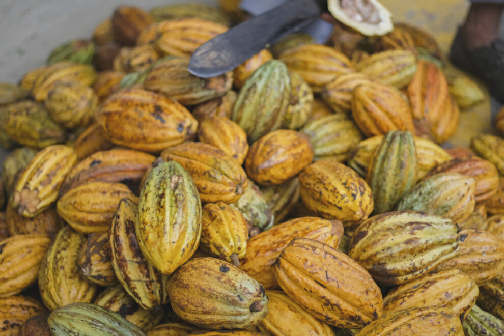 A pile of cacao pods with a machete rested on top | To'ak Chocolate