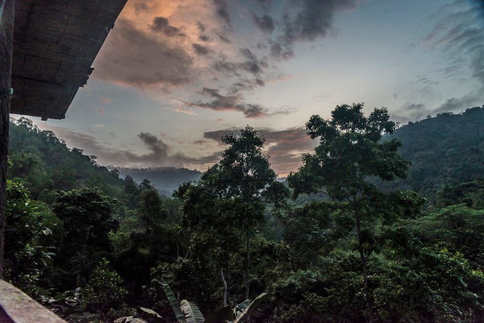 the view of lush green rainforest and mountains from off a balcony