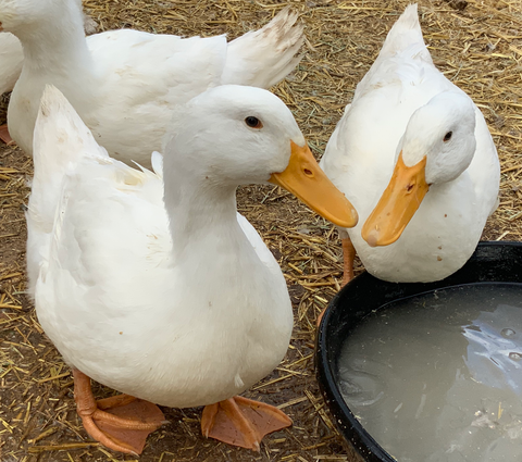 pair of white ducks beak to beak