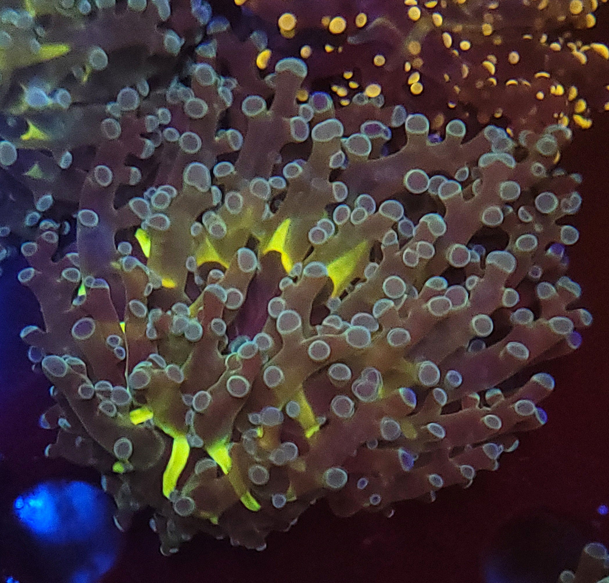 Teal Teal Tip Frogspawn