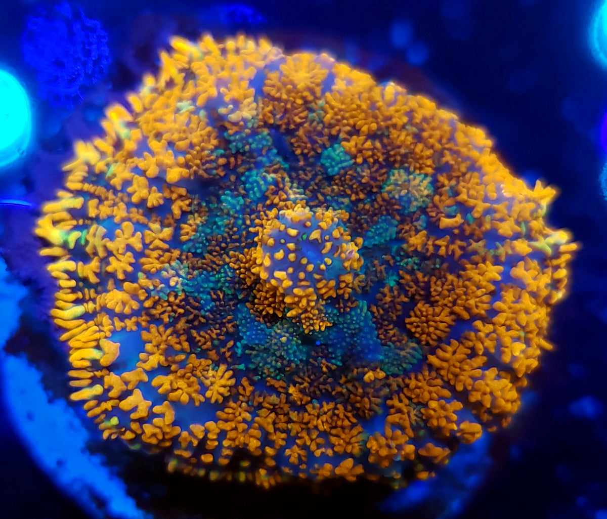 Ultra Rhodactis Mushroom – Savage Reef