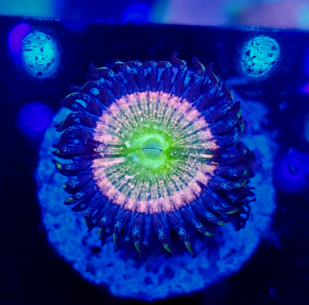 kung fu fighter zoa