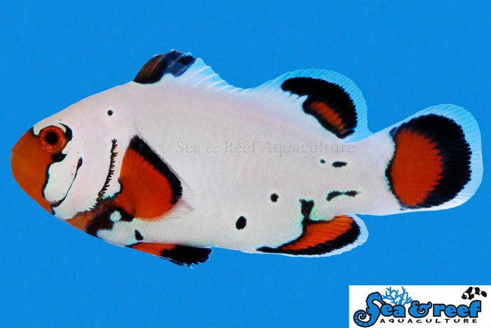 ocellaris clownfish pair