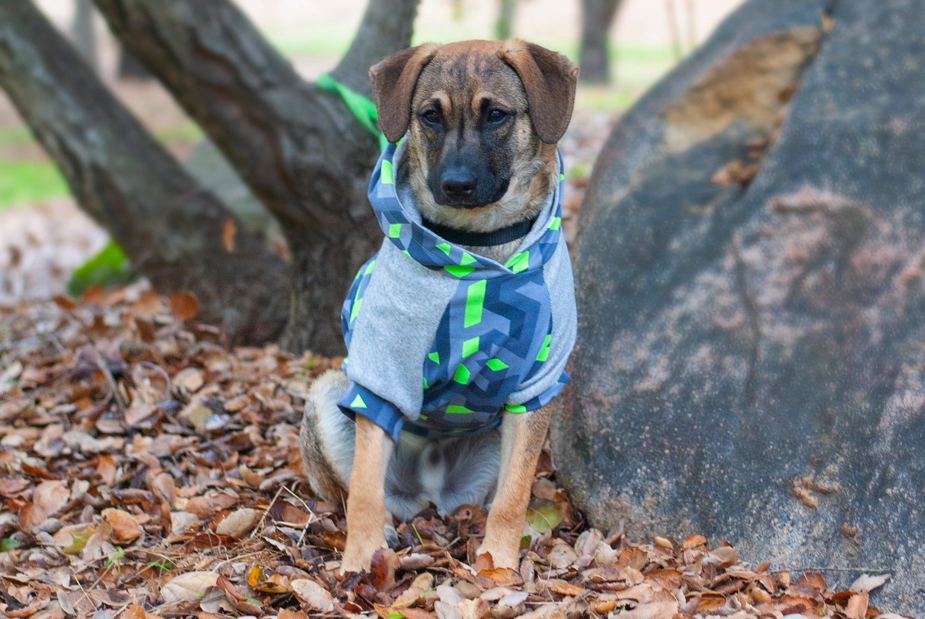 Printable Free Dog Hoodie Sewing Pattern