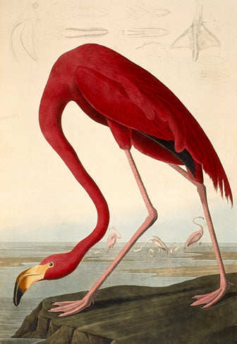 Audubon - American Flamingo