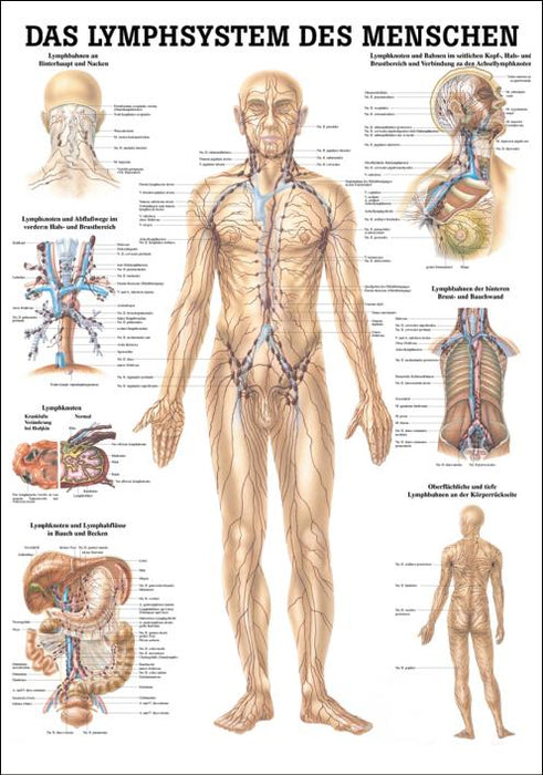 Lehrtafel Lymphsystem Des Menschen Meditech