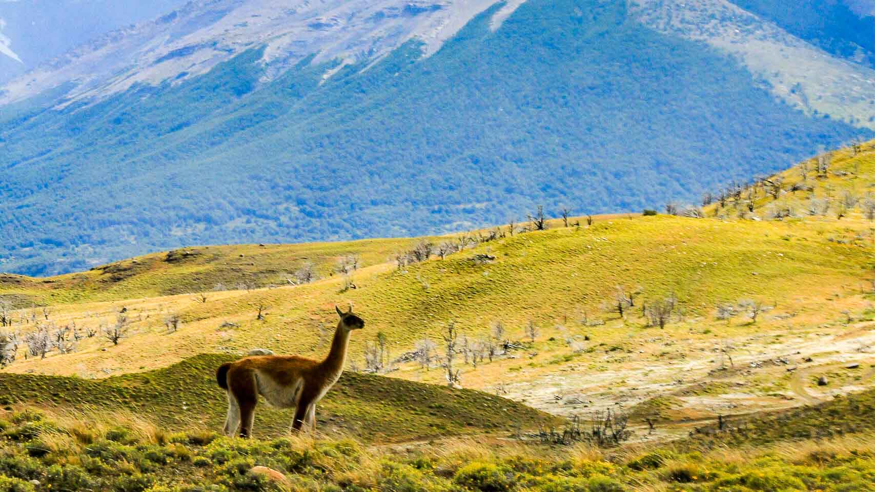 Llama standing on grass covered hills in front of the Torres del Paine with a cloud covered sky. Patagonia, Chile