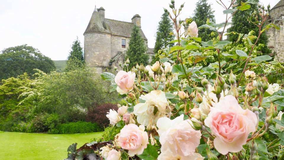 Roses at Falkland Palace, Scotland
