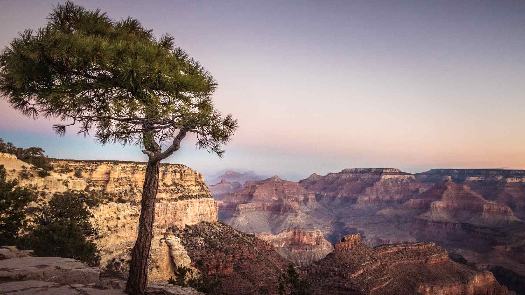 Tree silhouetted against the Grand Canyon