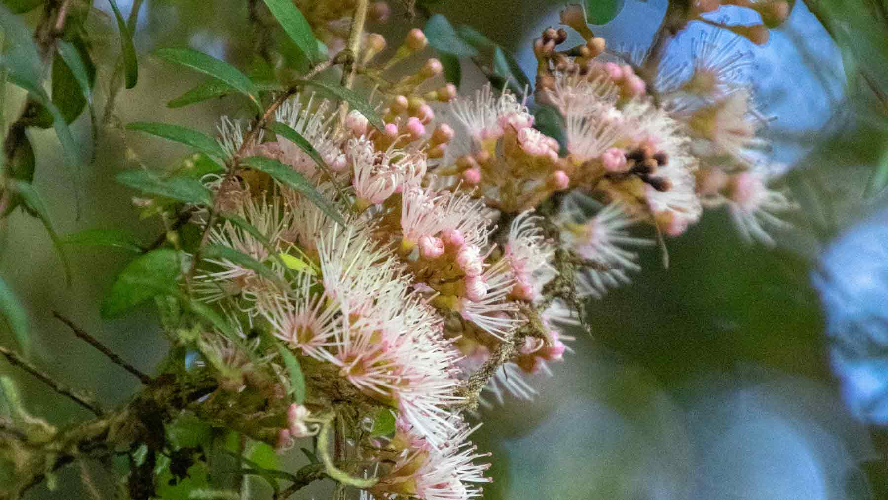 Close up of the pink rata flower, a New Zealand native tree, on the  Hollyford Valley track, Fiordland, New Zealand