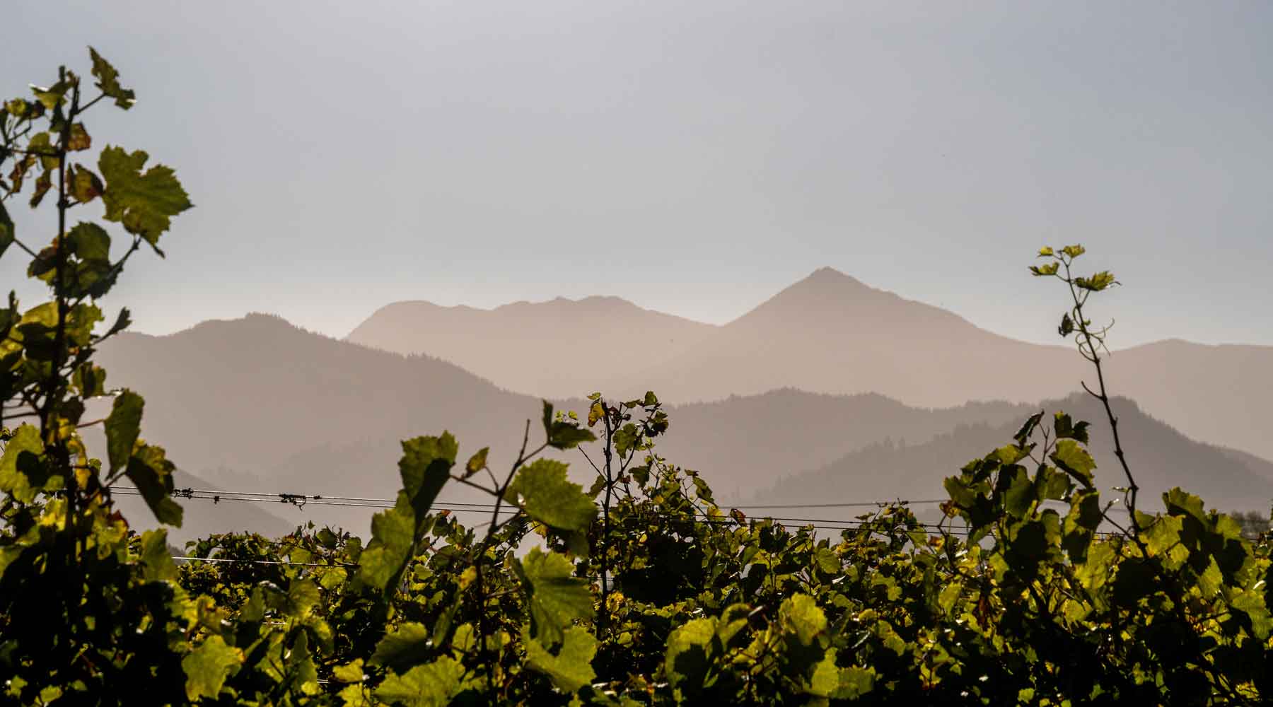 Grape vines of Huia Vineyards in the foreground with the Marlborough hills in the sun in the distance