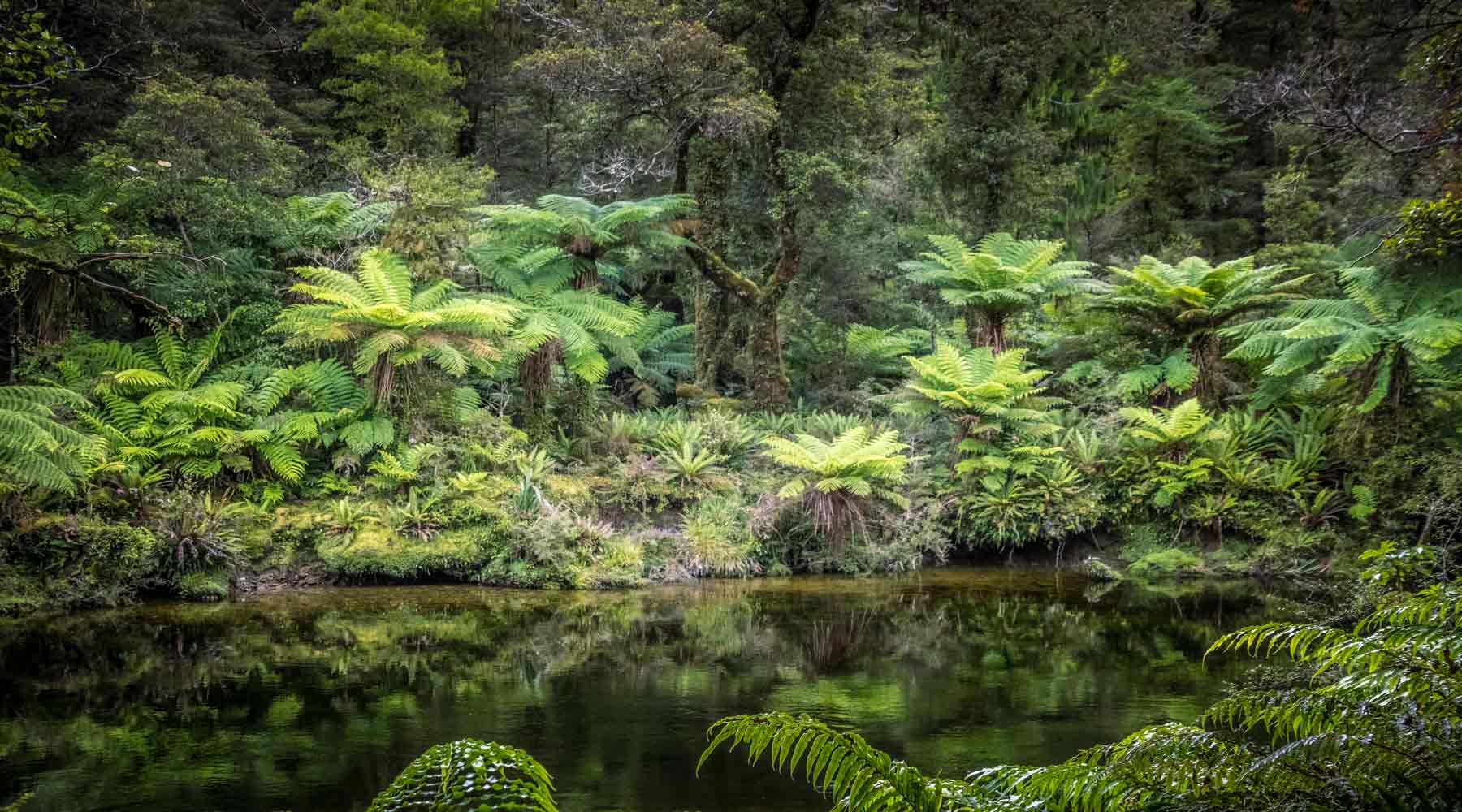 Green tree ferns reflected in the still water on the Lake Ellery Walk West Coast New Zealand