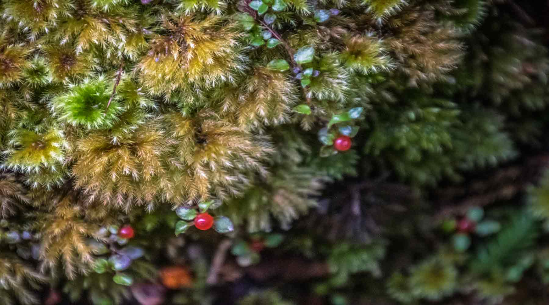 Close up of intricate moss with red berries on it Franz Josef New Zealand