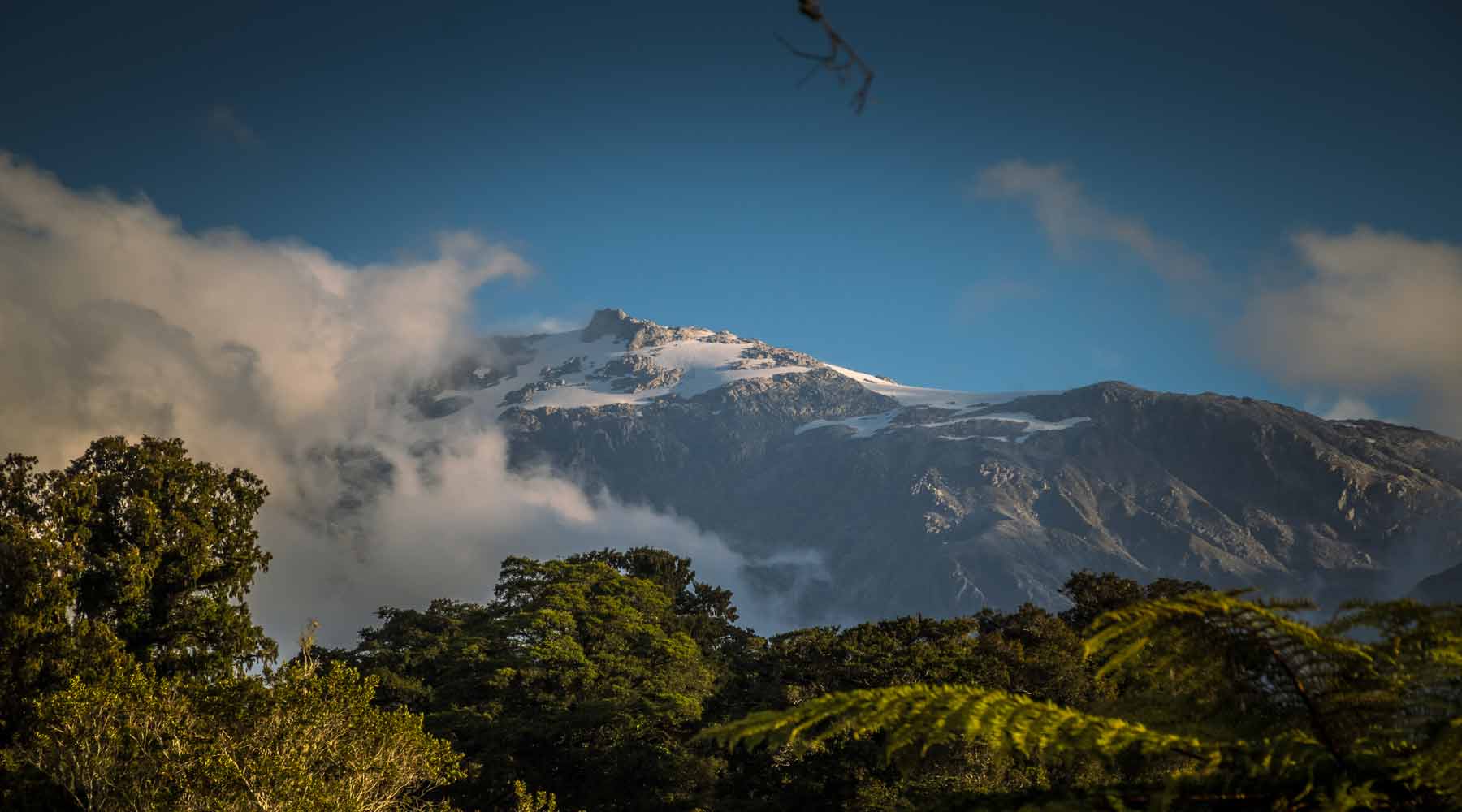 Snow capped mountain with pink tinged clouds above New Zealand native bush