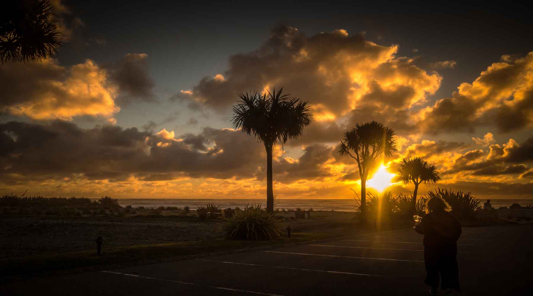 Nikau palms silhouetted by the setting sun Punakaiki West Coast New Zealand