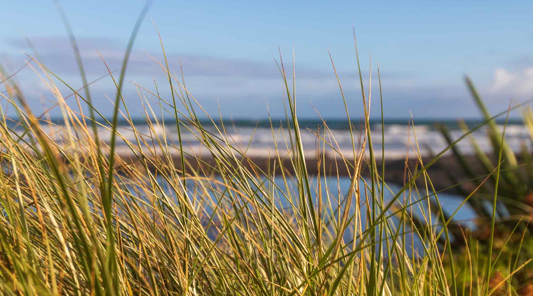 Foreground are grasses in the sand dunes with sun on them and in the background is the black sand beach and the surf