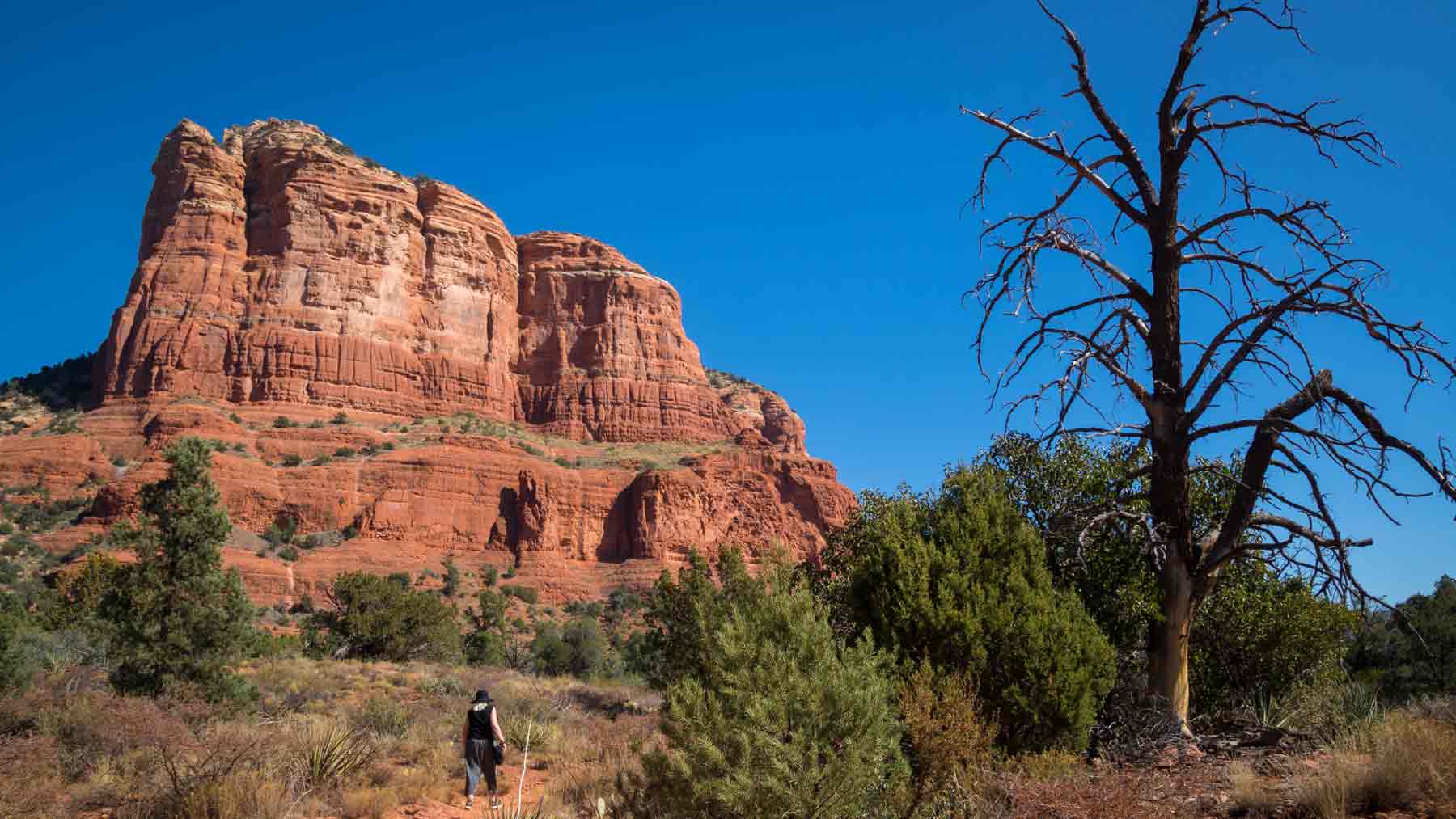 Red rock Courthouse Butte with a blackened tree Sedona