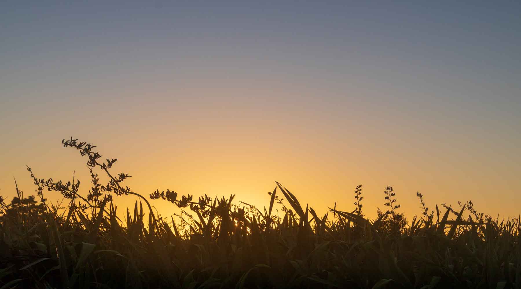 The golden sun rising behind silhouetted New Zealand flax Blenheim New Zealand